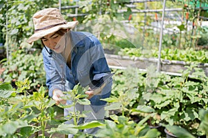 Young Asian farmers are planning to farm. She is recording data on a tablet