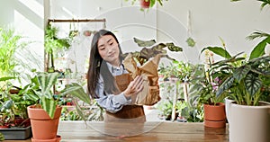 Young Asian Female Gardener Lovingly Unwrapping New Plant in a Sunny Botanical Shop