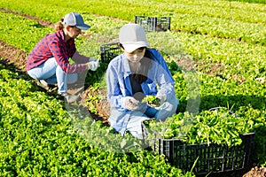 Young asian female worker harvesting green lettuce on farm field