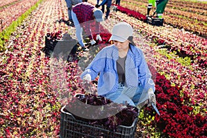 Young asian female worker harvesting red lettuce on farm field