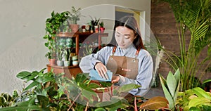 Young Asian Gardener Tenderly Caring for Indoor Plants in a Small Urban Flower Shop. An image capturing female