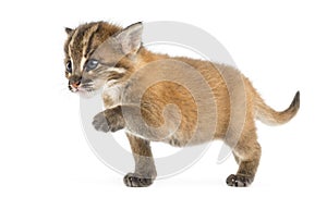 Young Asian golden cat reaching, Pardofelis temminckii