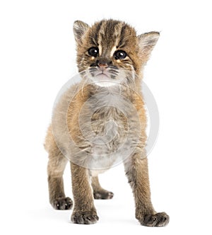 Young Asian golden cat standing, looking up, Pardofelis temminckii