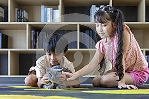 Young asian kid sibling is playing and gently petting their purebred grey British shorthair cat at home for animal love and care