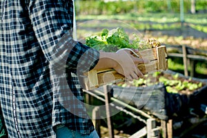 Young asian male farmer holding holding a wooden crate basket with full of fresh raw vegetables in garden greenhouse farm