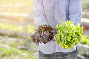 Young asian man farmer holding fresh organic green oak and red oak romaine lettuce for inspect quality in the hydroponic farm