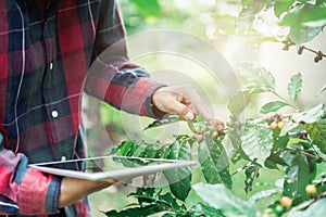 Young asian modern farmer using digital tablet and examining coffee beans at coffee field plantation. Modern technology