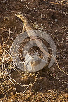 Young Asian Monitor Lizard looking for food in forest