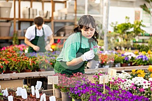 Young Asian salesgirl arranging pots with blooming sea thrift in store