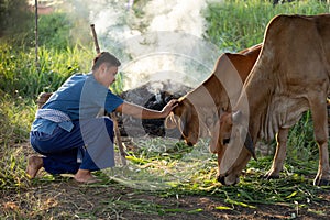 Young Asian Thai farmer feeding rice straw for cow in the farm, livestock in Thailand. Thai farmer's way of life