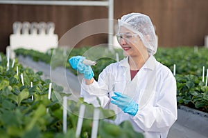 Young asian woman check water quality for cultivation strawberry with happiness for research in farm greenhouse.