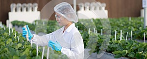 Young asian woman check water quality for cultivation strawberry with happiness for research in farm greenhouse.