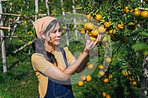 Young Asian woman farmer standing holding orange fruit with smiling in garden