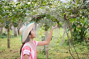 Young Asian woman picking passion fruit