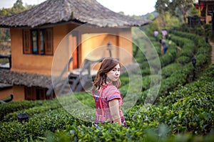 Young asian woman is picking tea leaves