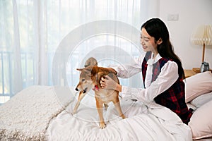 Young  Asian woman sitting and tease Brown Shiba inu dog