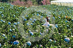 Young Asian woman traveler enjoying and walking in a hydrangea garden. Travel and holiday concept