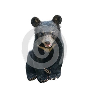 Young asiatic black bear isolated