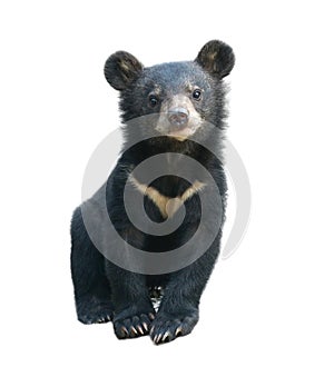 Young asiatic black bear isolated photo