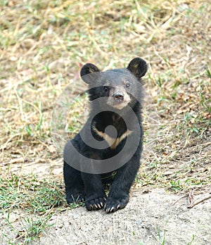 Young asiatic black bear