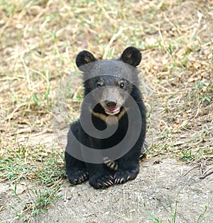 Young asiatic black bear
