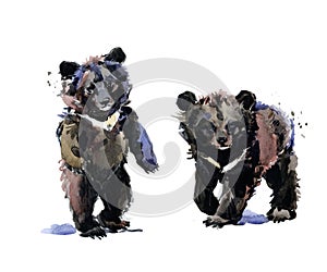 Young asiatic black bears  isolated on white background