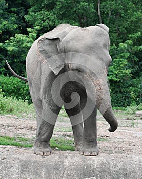 Young asiatic elephant at zoo