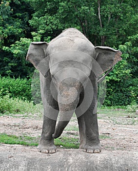 Young asiatic elephant at zoo