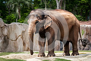 Young Asiatic elephant at zoo, wildlife photography photo