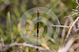 Young asparagus shoots in Istria