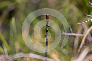 Young asparagus shoots in Istria
