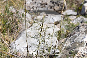 Young asparagus shoots in Istria