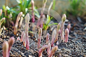 Young asparagus sprouts in the garden