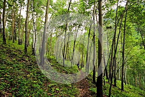 Young aspen forest on the hillside in PADI Emelyanikha
