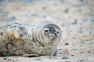 Young atlantic Grey Seal portrait