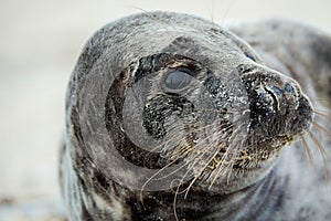 Young atlantic Grey Seal portrait