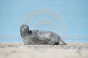 Young atlantic Grey Seal portrait