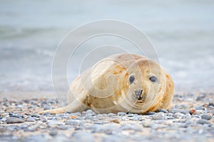 Young atlantic Grey Seal portrait