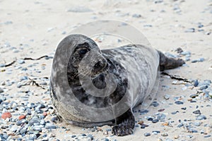 Young atlantic Grey Seal portrait