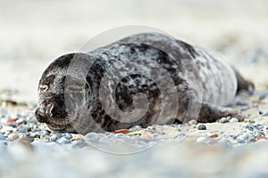 Young atlantic Grey Seal portrait