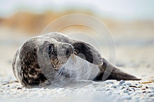 Young atlantic Grey Seal portrait