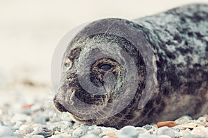 Young atlantic Harbor seal, Helgoland Germany
