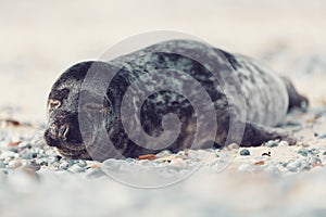 Young atlantic Harbor seal, Helgoland Germany