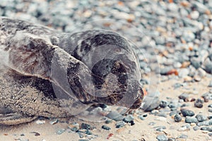 Young atlantic Harbor seal, Helgoland Germany