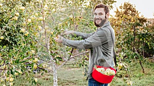 Young attractive farmer male worker crop picking apples in orchard garden in village during autumn harvest. Happy man