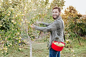 Young attractive farmer male worker crop picking apples in orchard garden in village during autumn harvest. Happy man works in