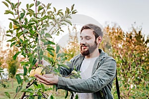 Young attractive farmer male worker crop picking apples in orchard garden in village during autumn harvest. Happy man works in