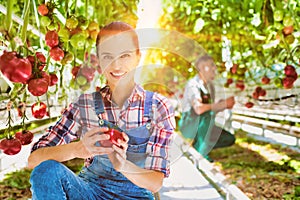 Young attractive farmer picking tomato in greenhouse with yellow lens flare
