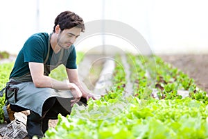 Young attractive farmer verify progress of culture