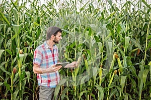 Young attractive man with beard checking corn cobs in field